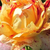 Roșu - galben - Trandafir pentru straturi Grandiflora - Nimet